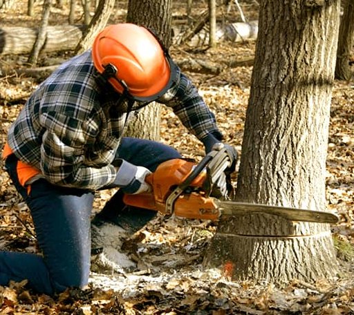 Tree Removal in Hastings, MI